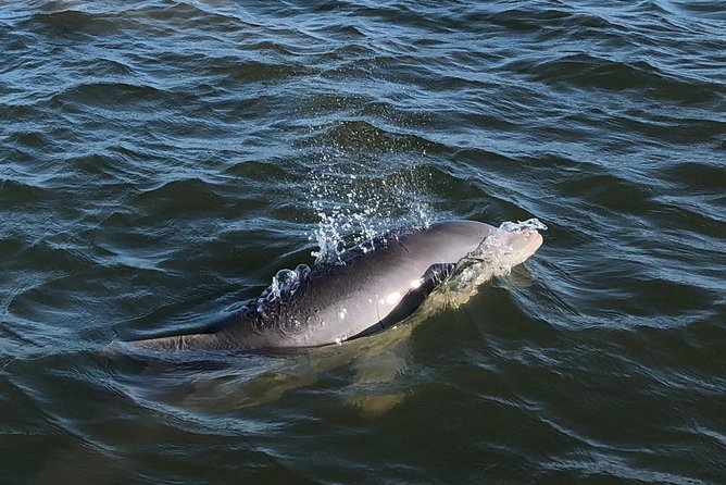 Private Dolphin Watch, Lighthouse and Ecological Boat Tours - Captain Gresh’s Local Commentary
