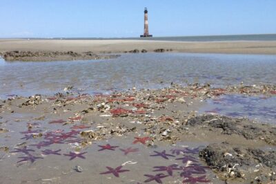 Private Dolphin Watch, Lighthouse and Ecological Boat Tours