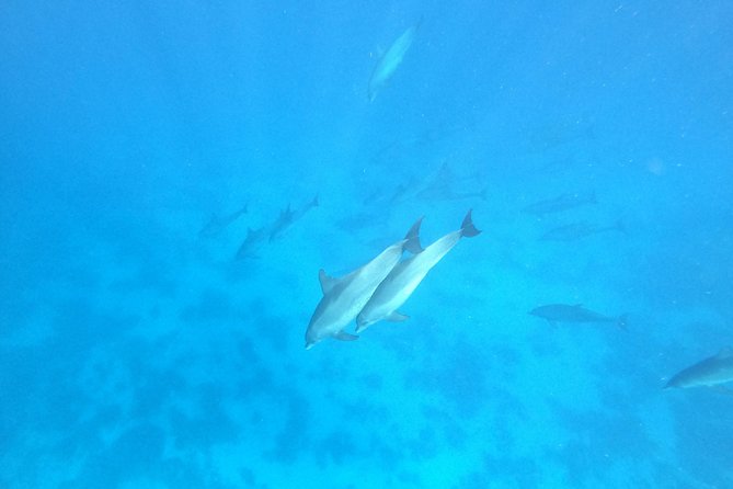Private Dolphin Watching And Snorkeling Tour - Abu Minqar Island for the final stretch