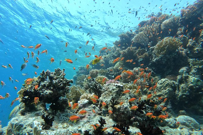 Private Dolphin Watching And Snorkeling Tour - Is $55 per person good value?