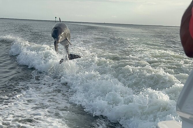 Private Dolphin Watching Beach Day Getaway - Leaving from Rumrunners at 8:30 am