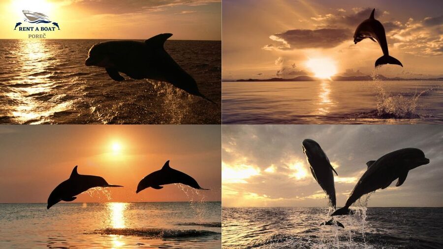 Private Family Dolphin Tour in Poreč - How the private format changes the experience