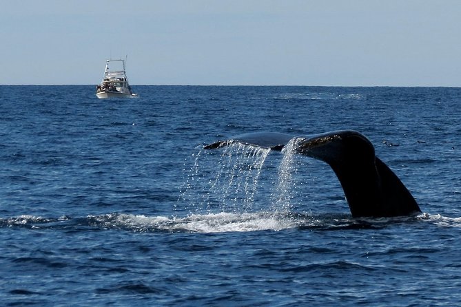 Private Family Whale & Dolphin Adventure in San Diego - Leaving Mission Bay for the open Pacific
