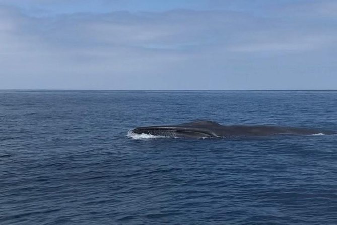 Private Family Whale & Dolphin Adventure in San Diego - What three hours really feels like
