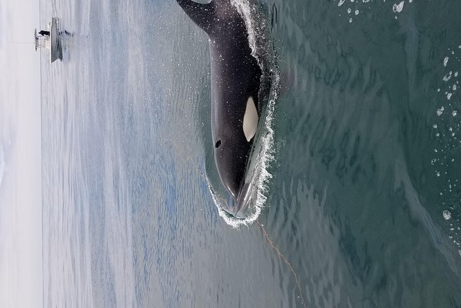 Private Family Whale & Dolphin Adventure in San Diego - The boat’s comforts are useful, not decorative