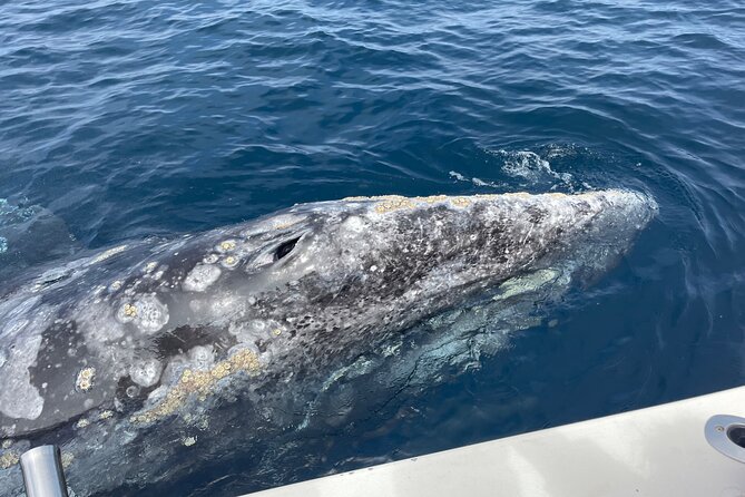 Private Family Whale & Dolphin Adventure in San Diego - Weather, clothing, and seasickness deserve serious planning