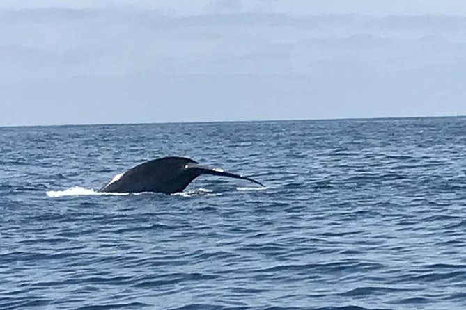 Private Family Whale & Dolphin Adventure in San Diego - Is $179 per person a fair price?