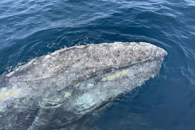Private Family Whale & Dolphin Adventure in San Diego - Who will enjoy this outing most?