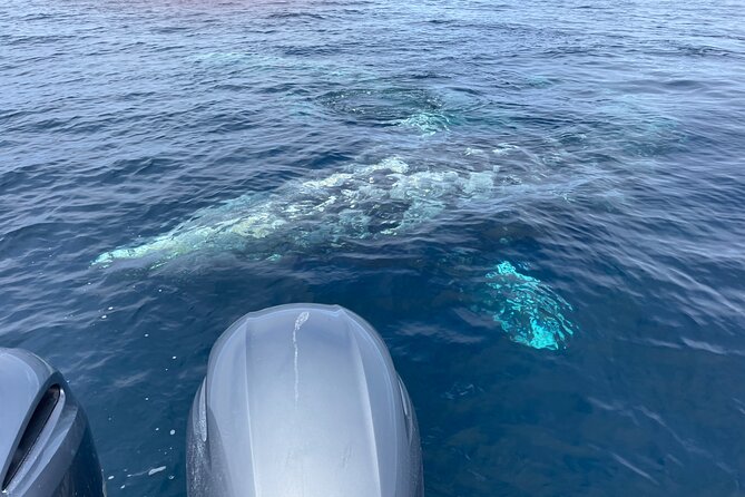 Private Family Whale & Dolphin Adventure in San Diego - Captain Rich’s role makes the difference