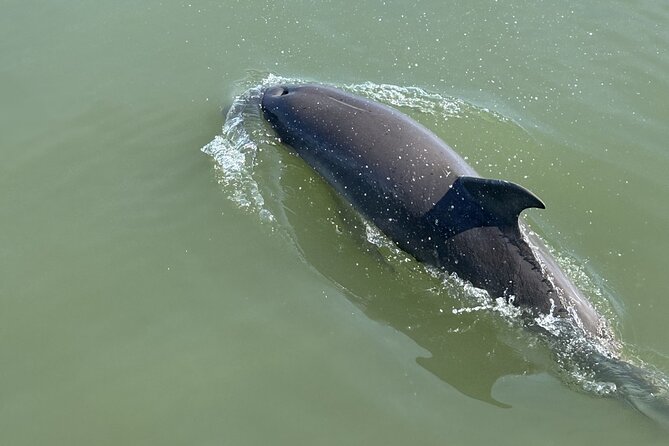 Private Folly Beach Dolphin Watching and Shelling tour - Morris Island, Shells, and Open Beach