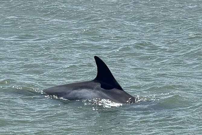 Private Folly Beach Dolphin Watching and Shelling tour - Who Will Enjoy This Folly Beach Trip