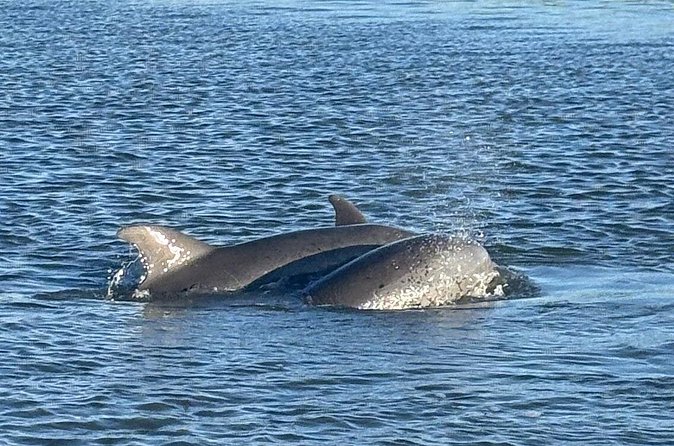 Private Folly Beach Dolphin Watching and Shelling tour - Should You Book It?