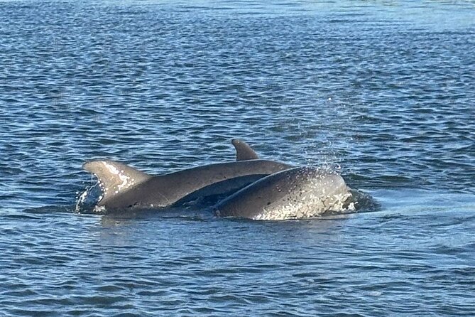 Private Folly Beach Dolphin Watching and Shelling tour - Captain Jim’s Personal Touch