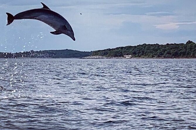 Private Guided Sunset Dolphin Watching in Adriatic Sea - Weather, Cancellations, and Simple Planning