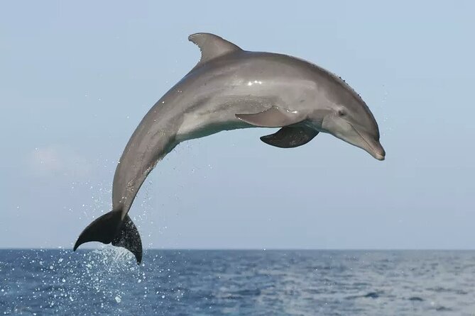 Private Guided Sunset Dolphin Watching in Adriatic Sea - Watching Dolphins Without Chasing Them
