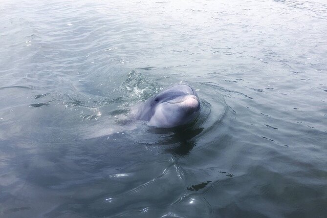 Private Hilton Head Dolphin Tour - A private search for dolphins around Hilton Head
