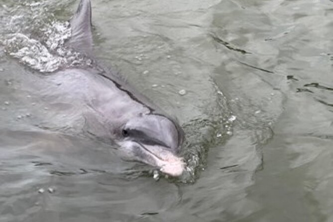 Private Hilton Head Dolphin Tour - Captains make a noticeable difference