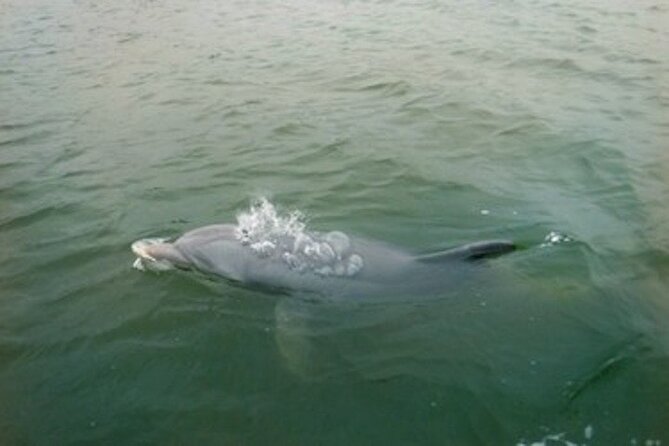Private Hilton Head Dolphin Tour - Who will enjoy this private Hilton Head tour?