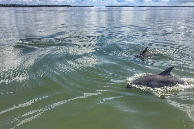 Private Hilton Head Dolphin Tour with Waterfront Dining Stop - Why this Hilton Head boat ride feels different