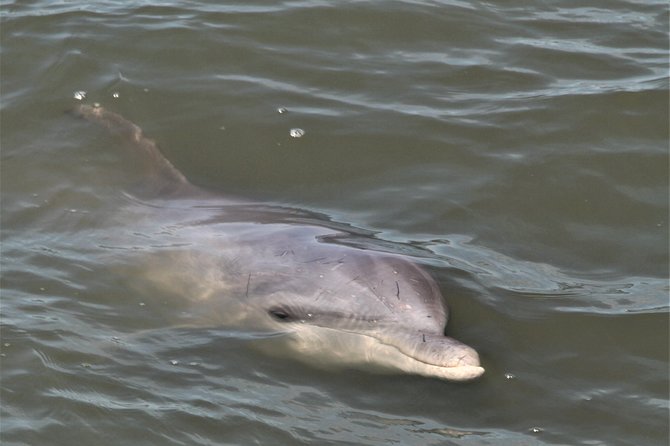 Private Hilton Head Sunset Dolphin Tour - Dolphins are the reason to book