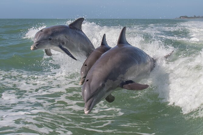 Private Historical Wildlife and Dolphin Cruise South Padre Island - Key points to know