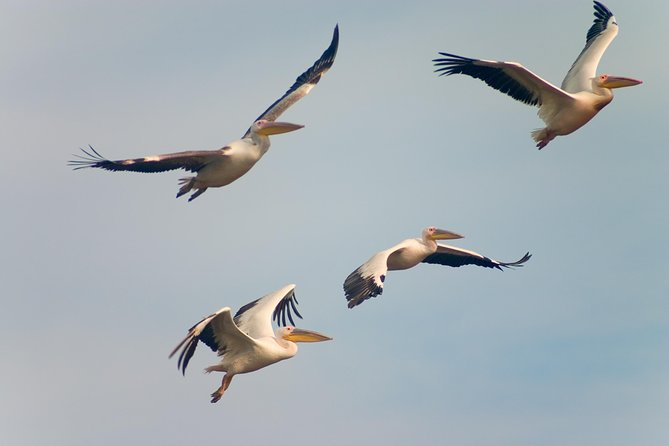 Private Historical Wildlife and Dolphin Cruise South Padre Island - Island stories between wildlife sightings