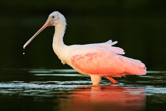 Private Historical Wildlife and Dolphin Cruise South Padre Island - The SpaceX view at the end