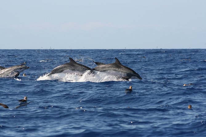 Private Historical Wildlife and Dolphin Cruise South Padre Island - Why the private format matters for families