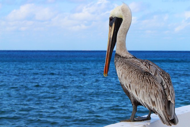 Private Historical Wildlife and Dolphin Cruise South Padre Island - What photographers should expect