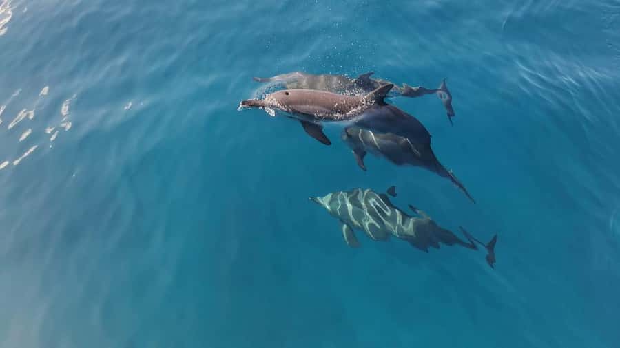 Private Île aux Bénitiers Boat: Dolphin Snorkeling & Lobster - Why this private Mauritius boat trip works