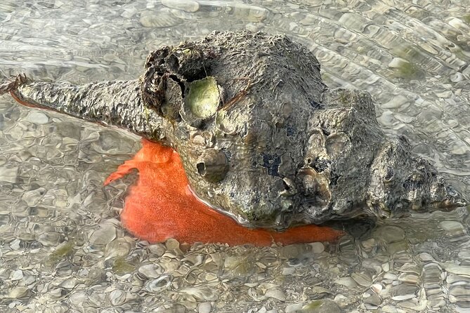 Private Island Paradise: Dolphin, Shelling, Birding Eco Boat Tour - Two hours among the Ten Thousand Islands