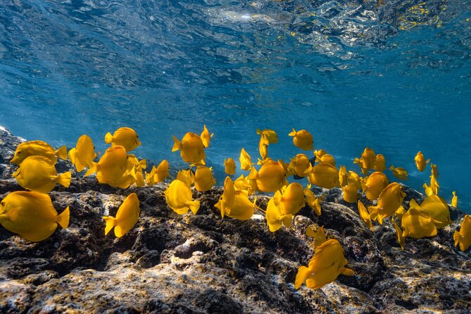 Private Kealakekua Bay Snorkel and Dolphin Watch - Key details at a glance