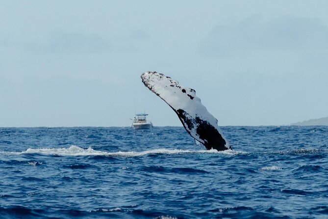 Private Kealakekua Bay Snorkel and Dolphin Watch - Guides Monet and Brenden set the tone