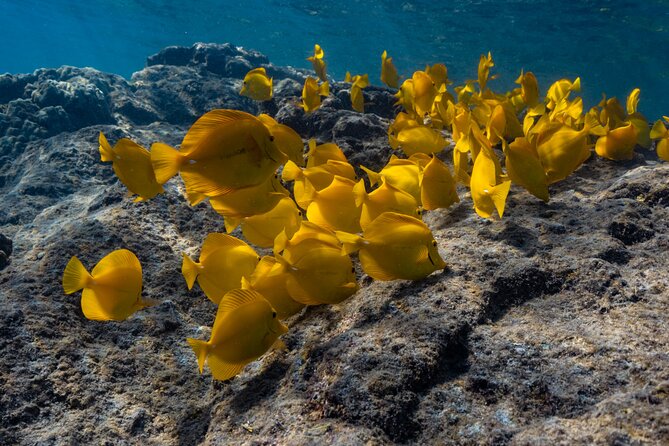 Private Kealakekua Bay Snorkel and Dolphin Watch - What to pack for a smoother day