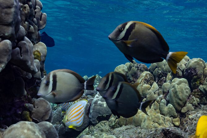 Private Kealakekua Bay Snorkel and Dolphin Watch - A private boat makes the four hours count