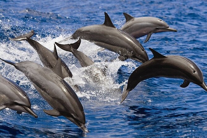 Private Luxury Dolphin House Boat Tour With Lunch - Hurghada - What the $5 price really means