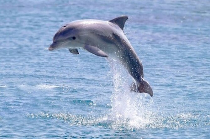 Private Luxury Dolphin House Boat Tour With Lunch - Hurghada - Timing, comfort, and practical limits