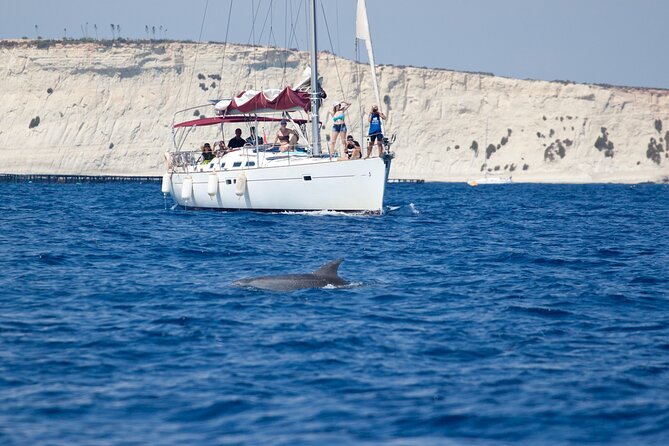 Private Marine Life Spotting - Dolphin watching EcoMarine Malta - Key points to know before you book
