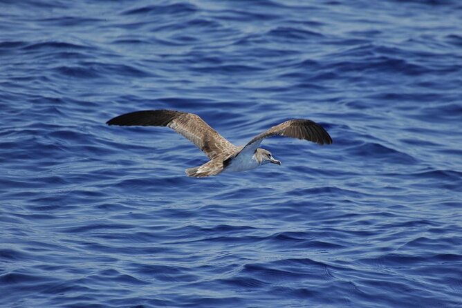 Private Marine Life Spotting - Dolphin watching EcoMarine Malta - A small boat feel, with one important question