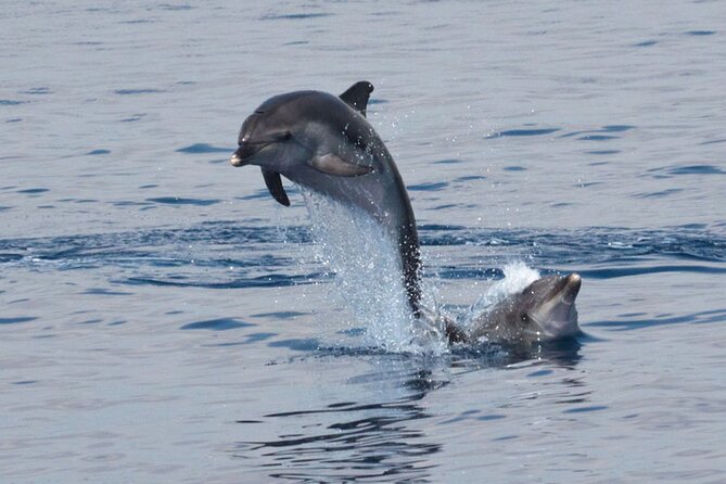Private Marine Life Spotting - Dolphin watching EcoMarine Malta - Searching for wild dolphins around Malta