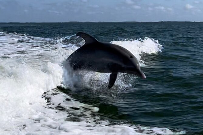 Private ONLY Dolphin Boat Tours - Key points at a glance