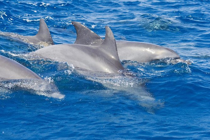 Private Port Stephens Day Trip from Sydney incl Dolphin Cruise - Key points to know before booking