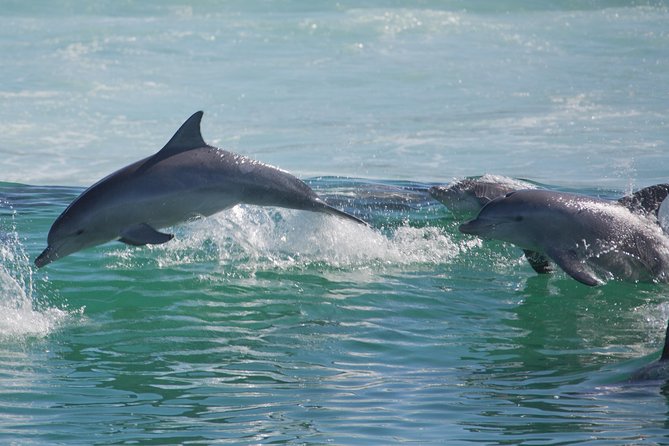 Private Port Stephens Day Trip from Sydney incl Dolphin Cruise - Guide quality can shape the whole experience