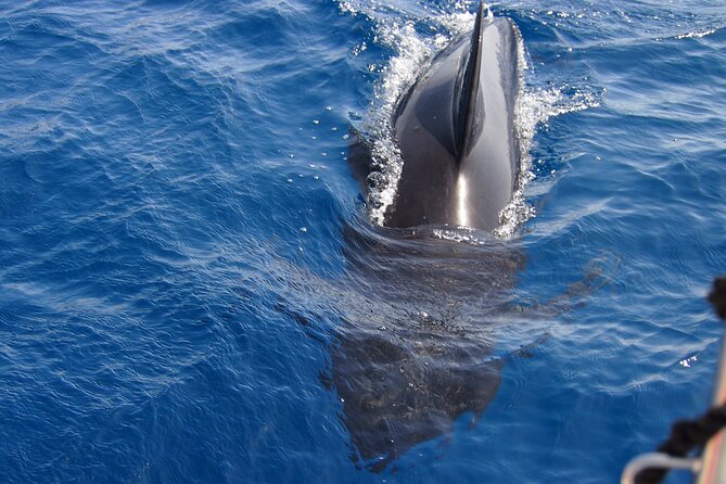 Private Sailing - dolphin Experience Estepona - drink & food - 4h - Swimming, snorkeling, and paddleboarding