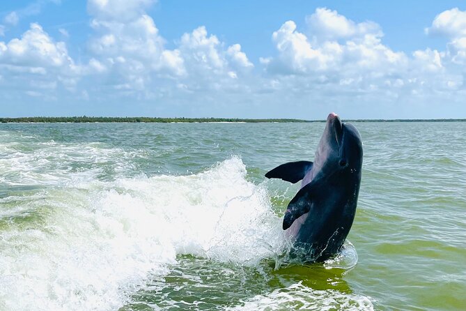 Private Shelling and Dolphin Excursion - Goodland Departure and Practical Details
