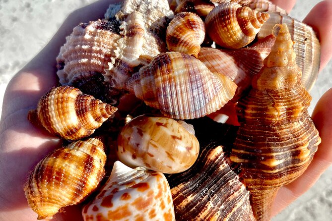 Private Shelling and Dolphin Excursion - Heat, Rain, and the Realities of Open Water