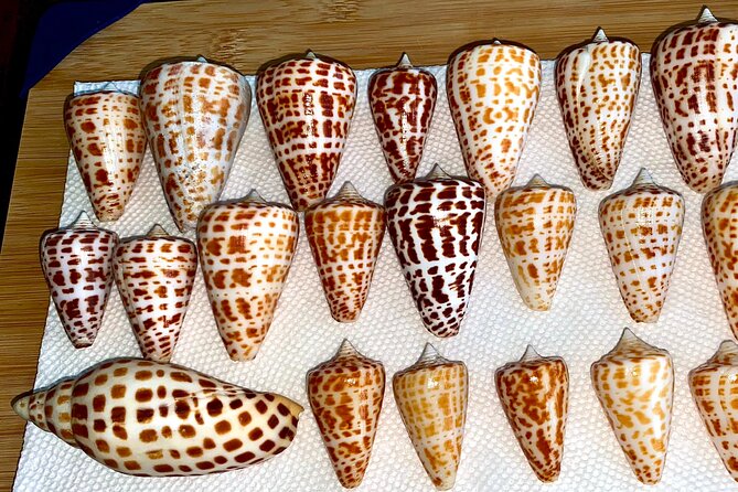 Private Shelling and Dolphin Excursion - Shelling on Remote Islands