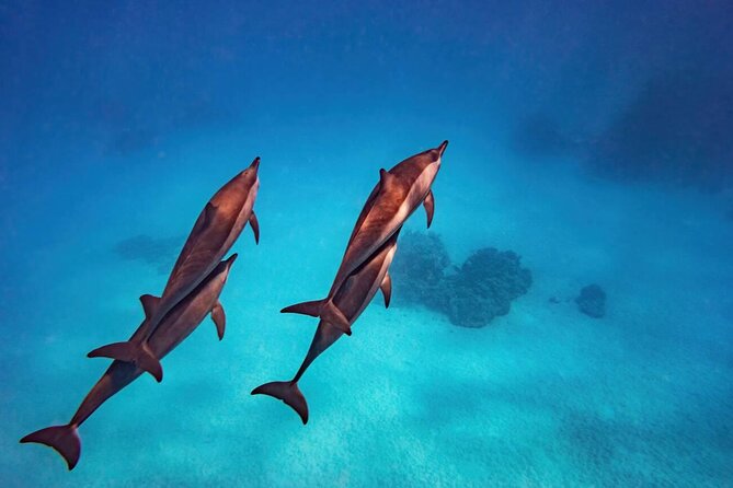 Private Speed Boat Experience To Dolphin House in Hurhgada - Snacks, swimming, and pauses between stops