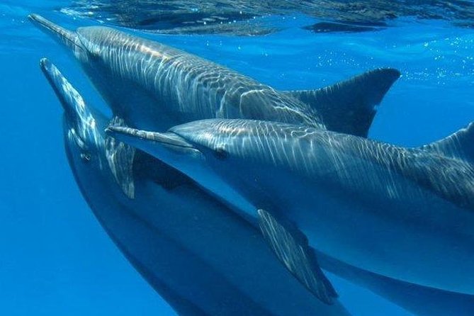 Private Speed Boat & Swim With Dolphins & Water Sports-hurghada - A private morning on the Red Sea