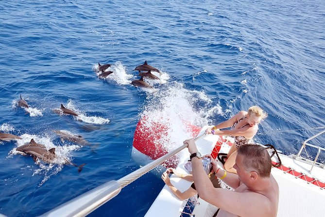 Private Speed Boat to DOLPHINS House & Water activities -HURGHADA - Chasing dolphins at Dolphin House
